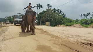 Touching Mother elephant with Baby in a road