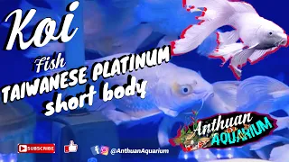 KOI FISH (taiwanese platinum short body) “Imported” AnthuanAquarium