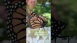 What's KILLING Butterflies? 🦋 #shorts #butterfly #monarch