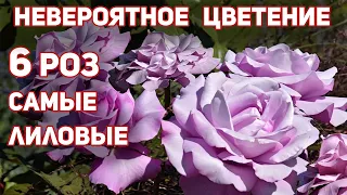 6 РОЗ - самые лиловые и голубые, с атласными лепестками оттенка вечерней дымки и лаванды.