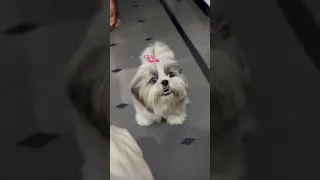 Shih tzu puppy barking 🐶 #shorts #shihtzu #sounds