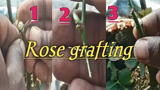 how to graft rose plant/rose grafting techniques for beginners