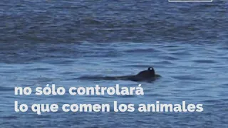 En Puerto Quequén le revisarán la dieta a los lobos marinos