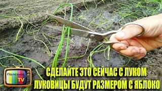 СДЕЛАЙТЕ ЭТО СЕЙЧАС С ЛУКОМ И ЛУКОВИЦЫ БУДУТ РАЗМЕРОМ С ЯБЛОКО