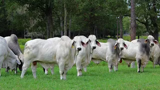 Circle F Farms 2 1/2-year-old Registered Brahman Bulls