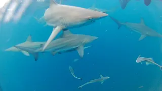 CAGE SHARK DIVE - Aliwal Shoal