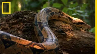 Le boa constrictor, un des serpents les plus rapides au monde