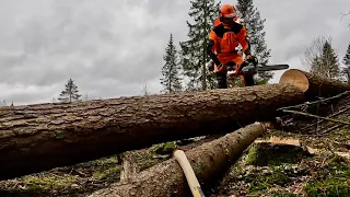 Husqvarna 560 XP G - Logging - Felling spruce + pine