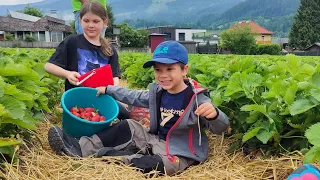 Strawberry picking while unlimited eating 🍓🍓🍓