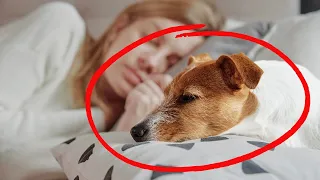 Why Does Your Dog Sleep with You? - What Your Dog's Sleep Spot Reveals About Your Connection