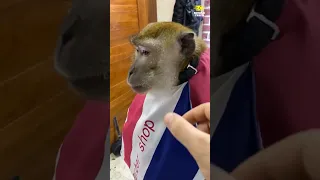 Reaksi Monyet Saat Rambutnya Dicukur‼️