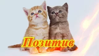 Смешные животные видео кошки собаки Fanny animals Создай себе хорошее настроение