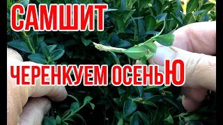 Размножение самшита осенью / Самшит из черенков / Игорь Билевич