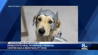 Meet Thor, Penn State Hershey Medical Center's newest therapy dog