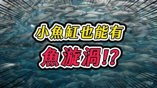 6種超會群游的魚，創造比水族館還精采的魚缸｜AC草影水族 Top 6 Most Popular Fish In The Aquarium Hobby