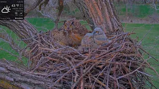 Kansas Great Horned Owl 4-8-2021. Where Bonnie goes during the day (8:10): 3 prey, 8 feedings.