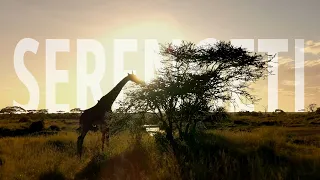 SERENGETI - odwieczny cykl picia i śmierci. Film przyrodniczo-rozrywkowy