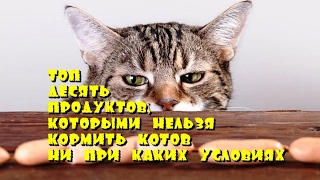 Топ десять продуктов, которыми нельзя кормить котов ни при каких условиях