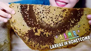 ASMR Eating Larvae in Honeycomb, Exotic food, eating sound PART 06| LINH-ASMR