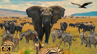 4K African Wildlife: The World's Greatest Migration from Tanzania to Kenya With Real Sounds #63