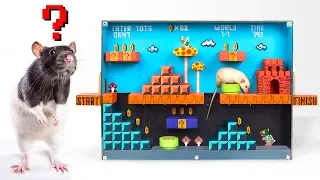 DIY labirynt dla szczura w stylu Super Mario ❓🐁