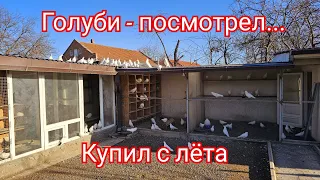 Голуби продажа с лёта