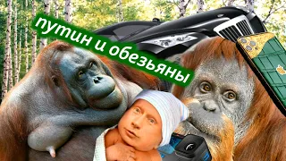 Путин и обезьяны.  Разве я не прав?