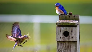 Видео для кошек с птичками