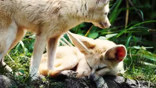 Absurd Creatures | The Fennec Fox and Its Giant Ears Are Too Cute to Possibly Exist