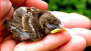 The Tiniest Bird You've Ever Seen - Zebra Finch Hatching | How To Save Baby Sparrow | Baby Sparrow