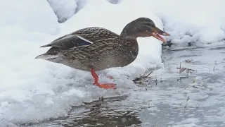 ПОДСМОТРЕЛ