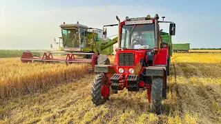 Árpa aratás 2023 | Claas Dominator 80 + 105 | MTZ 82 + JD 6175 |  Munkában a VETERÁNOK!