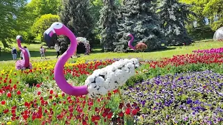 Київ#СПІВОЧЕ. Виставка тюльпанів 🌷🌹🌾🥀