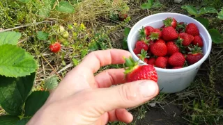 Fitch Farms - How to Pick Strawberries