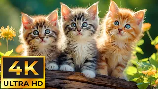 Magic Moment Of Baby Animals That Heals Your Heart and Body, Anxiety and Stress Relief ~ 4K