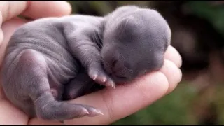 AWW CUTE BABY ANIMALS - Funny and cute moments of animal loving family - OMG Soo Cute #6