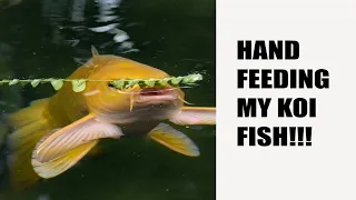 Daily Snack Time for Koi (Hand-fed)