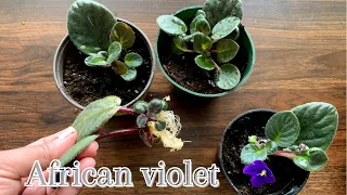 African violet propagation PART II | AFRICAN VIOLET