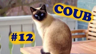 COUB COMPILATION #12 | [18+] | сентябрь 2019 (11 минут)