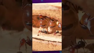 Hormigas mieleras #curiosidades #hormigas #miel #cosasquenosabias #animales #topscuriosos #shorts