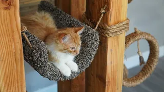 Custom Cat Tower Plans | Building with Wisdom Preserved