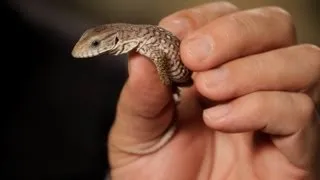 5 Care Tips for Savannah Monitor | Pet Reptiles