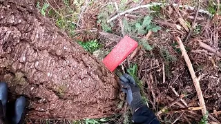 Wedging A small tree  Method #2 safest method