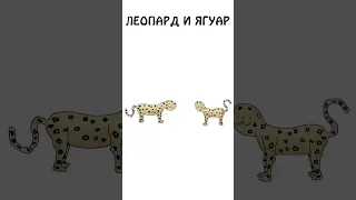 Леопард и Ягуар, различие и сходство #академияброкколи #shorts #анимация #шортс #животные
