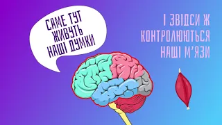 Що робить наш мозок?