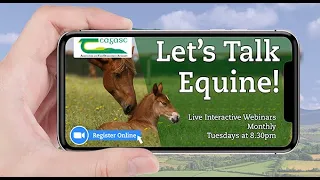 Let's Talk Equine- Producing Connemara Ponies & Irish Draughts for show success & commercial returns