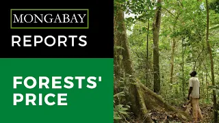 Mongabay Reports: As Gabon gets paid to conserve its forests, will others follow?