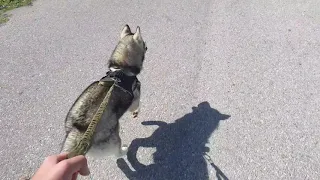 Longboard husky pulling vol4 (4k)