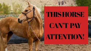 This Horse can't pay ATTENTION!....See how to use Science  Based Horsemanship.