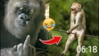Laugh a lot With Tha Funny Moments Of Monkey 🐒| Pets lsland Funny Animals Videos